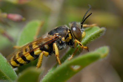 DSC_0059.JPG