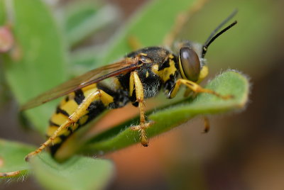 DSC_0067.JPG