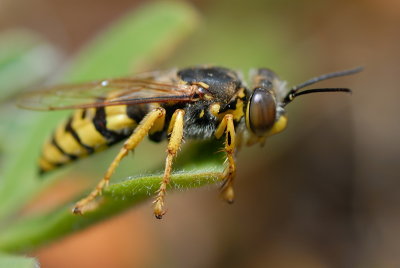 DSC_0068.JPG