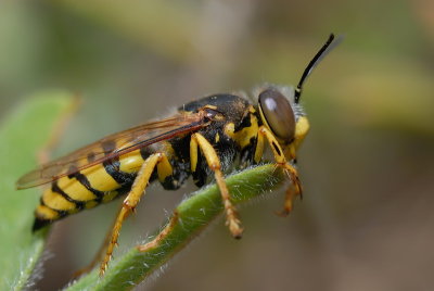 DSC_0076.JPG