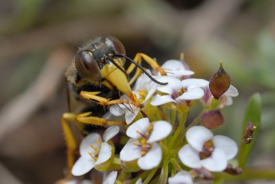 DSC_0111.JPG