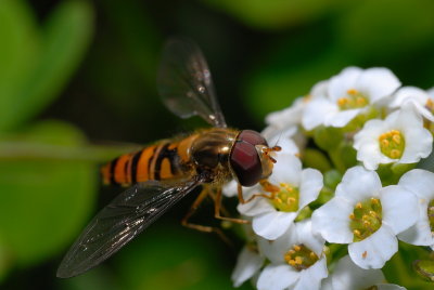 DSC_0037.JPG