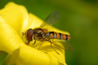 DSC_0050.JPG
