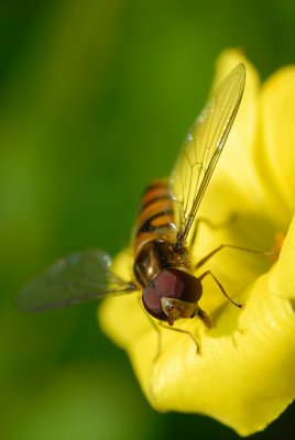 DSC_0052.JPG