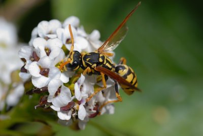 DSC_0010.JPG