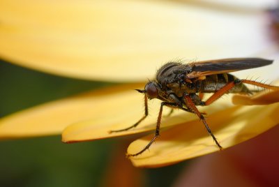 DSC_0039.JPG