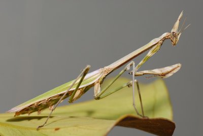 DSC_0010.JPG