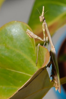 DSC_0028.JPG