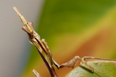 DSC_0039.JPG