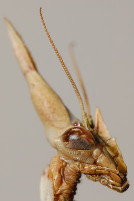 DSC_0061.JPG