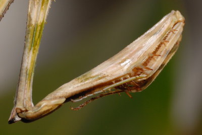 DSC_0062.JPG