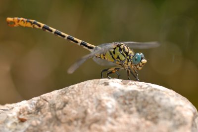DSC_0093.JPG