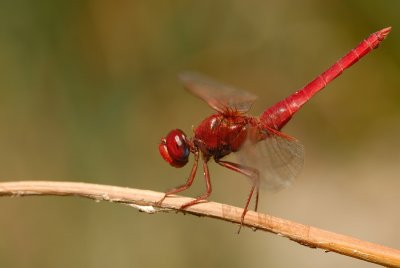 DSC_0096.JPG