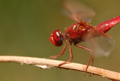 DSC_0097.JPG