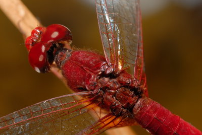 DSC_0102.JPG