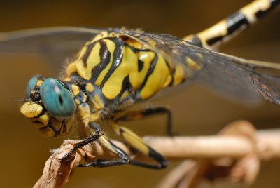 DSC_0131.JPG