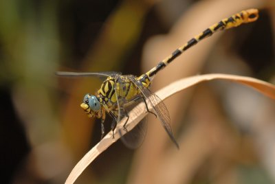 DSC_0143.JPG