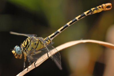 DSC_0145.JPG