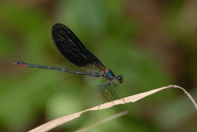 DSC_0146.JPG