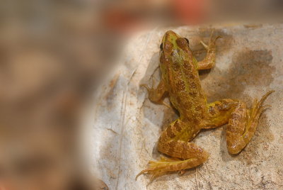 d200_frogs