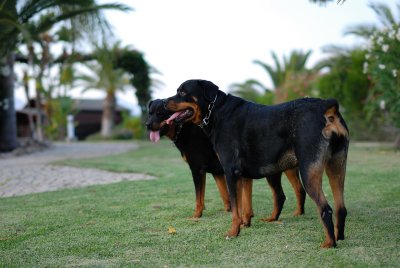 DSC_0223.JPG