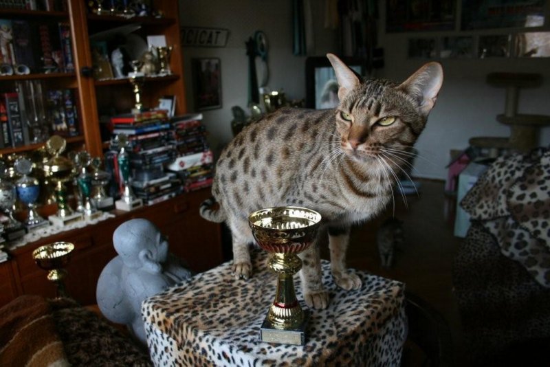 3rd Best Breeding Queen<br>OCIS 2008