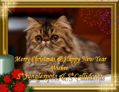 X-mas card from S*Junglespots and S*Callidoras PER & EXO 2008
