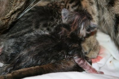 Just born and very wet stillBlue classic tabby