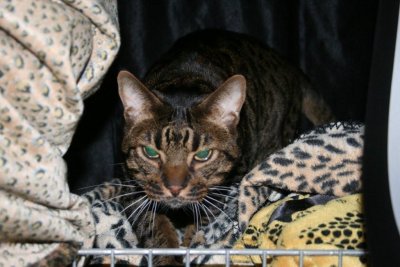 Sputnik, cruel and wild look on him
