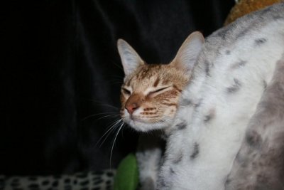 S*Tonga-Toy's Lambada and her new cat bed