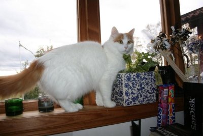One of Emmas beautyful Turkish Van cats