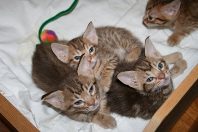 4 lovely kittens
