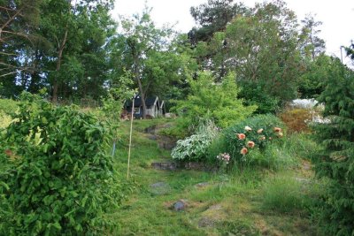 The back yard garden