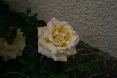 yellow colour rose