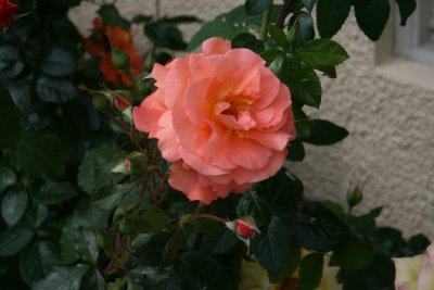apricot colour rose