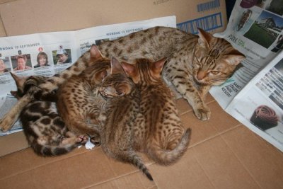 Siffra and her kittens