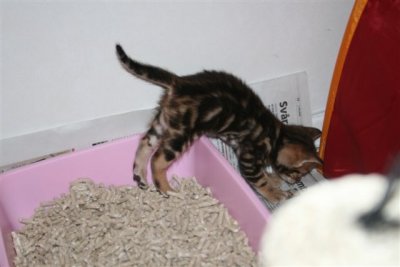 Spencer was the first kitten to pee in the litter box