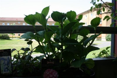 Trdgrds Hortensia