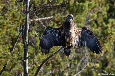 Eagle  catching some Rays