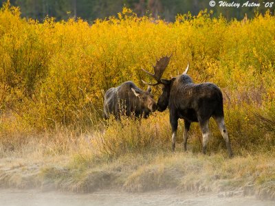 Moose at Oxbow