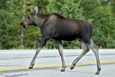 Why did the Moose cross the road??