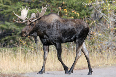 Moose on the Move