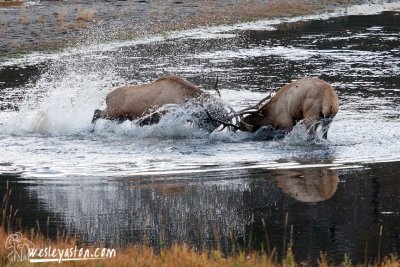 Fighting Bulls