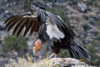 California Condor