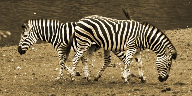 Zebras crossing! (2405)