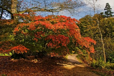 'Burning bush', Stourhead