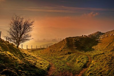 Fork and sheep, Eggardon Hill, Dorset (3101