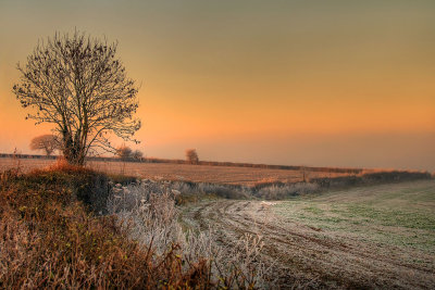 Frosty field, Witcombe, Somerset