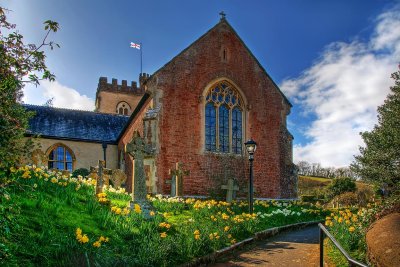 Daffodils, All Saints, Combeinteignhead, Devon
