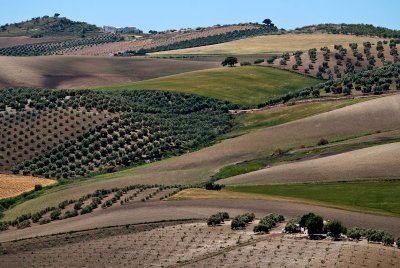 Folds and fields near Olvera